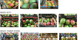 Mangos de Costa de Marfil, Brasil y Perú. Variedades