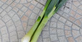 Cebolla con cebollino. Preparado en manojos. Puede ser en