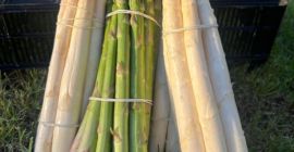 Vendo espárragos blancos y verdes en cualquier cantidad.