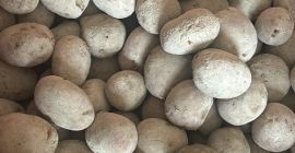 Patatas de semilla rojas variedad Laura