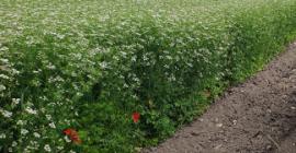 Cilantro orgánico certificado en la naturaleza