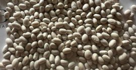 Judías Blancas | Alta Calidad, Listas para Exportar. Ofrecemos