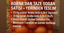 Vendemos cebollas frescas de Adana, Turquía para recoger en