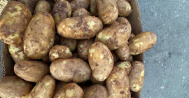 patatas frescas de Rumanía +[número de teléfono]
