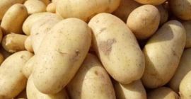 Papas egipcias frescas para exportación – Variedad Spunta. Nos