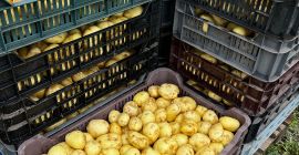Patatas nuevas en venta, el precio depende de la