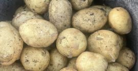 Empresa rumana vende patatas nuevas de origen Rumanía con