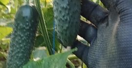 Empresa rumana vende pepinos de origen rumano, tenemos grandes