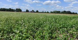 Venderé trigo sarraceno cultivado sin utilizar ningún producto fitosanitario.