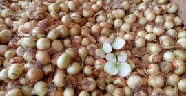 Vendemos cebollas amarillas nuevas de la temporada calibre 50-60,