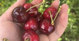 Ofrecemos cerezas para procesamiento (de 20 toneladas o más)