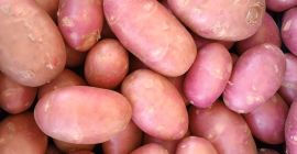 Patatas jóvenes de alta calidad. Se baten.