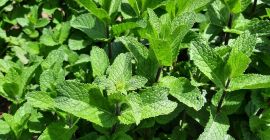 Menta holandesa fresca, muy aromática, bien desarrollada, cultivada a