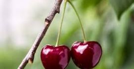 COMPRO GRANDES CANTIDADES DE CEREZAS HÚNGARAS PARA PROCESAMIENTO (ALMACENAMIENTO