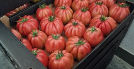 Vendo tomates frambuesa de la variedad Rossamunda. Cantidad por