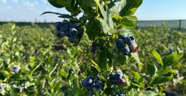 ¿Buscas arándanos dulces, jugosos y recién cosechados? Tenemos arándanos