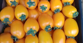Venderé tomates ciruela amarillos, cantidades de palets.