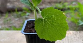 Plántulas de calabacín disponibles