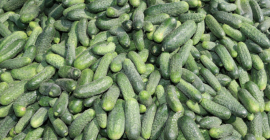 VENDO PEPINOS PARTENOCÁRPICOS DE CULTIVO SUELO, RECOLECTADOS CONTINUAMENTE. POSIBILIDAD