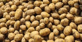 Nuestra empresa vende grandes cantidades de patatas frescas procedentes