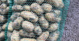 Vendo papas nuevas disponibles 10 toneladas