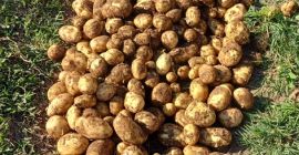 Vendo papas nuevas, extra tempranas, de Carrera. Recojo por