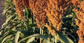 Buscamos vender 1200t de sorgo rojo de Zambia