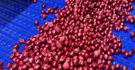 CEREZA ÁCIDA CONGELADA IQF con hueso, sin hueso (HUESO)