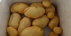 Patatas frescas variedad Agata.