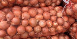 Disponemos de una gran selección de variedades de cebolla,