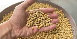 Disponibilidad: 1000 toneladas de soja (OGM) procedente de Ucrania.