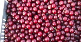 A partir de la semana que viene, las cerezas