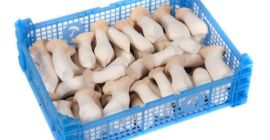 Se vende eryngii (seta ostra) fresca. Varios tamaños. Contáctenos