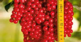 Producto: Grosellas (negras o rojas) – frescas, seleccionadas a
