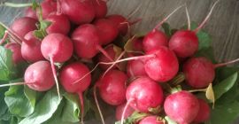 Hola... Vendo rábanos de mi propio cultivo. Ricos y