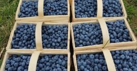 Venderé arándanos frescos directamente de la plantación. Diversas opciones