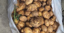 Vendo patatas amarillas nuevas Riviera y Carrera sin calibrar