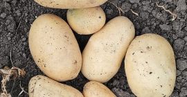 Vendo patatas amarillas nuevas Riviera y Carrera sin calibrar