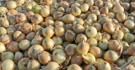 Venta de cebollas clasificadas 5-7, 5-8, 7+. Producto polaco,