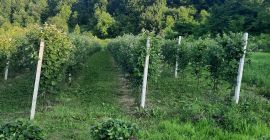 Vendo moras Chester - orgánicas - (sin tratamiento aplicado