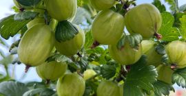 ⸻ Grosellas White Triumf: ¡cosecha fresca! Ofrecemos grosellas de