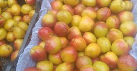 Albaricoque fresco del campo, quien lo necesite escribir al