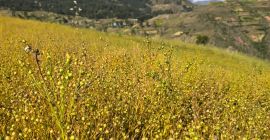 Linaza orgánica disponible 500 kg