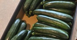Vendo calabacín Rhodos Zefiros Cora. Para mercado o industria,