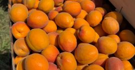 SRL Ciumașu Fruits Trade vende albaricoques de la variedad