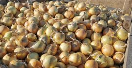 Vendo cebollas polacas en bolsa, amarillas y rojas. Cebollas