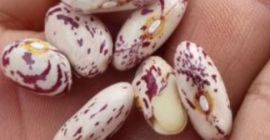 Hay cerezas frescas ecológicas jugosas Precio con entrega Disponibles