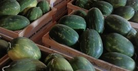 FIA GOGOT FUIT GREEK OFRECE SANDÍA VERDE, UN PRODUCTO