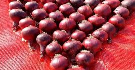 MS para Exportación y Suministros Generales Especificación del Producto