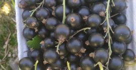 Venderé grosellas negras recogidas a mano.